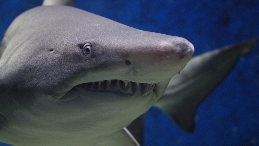 Joven de EE.UU. recibe 19 puntos de sutura en la mano tras el segundo ataque en la "capital mundial de mordidas de tiburones" en tan solo tres días