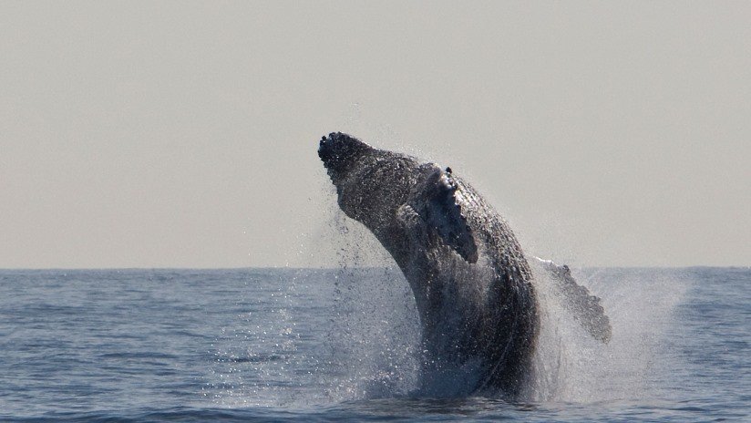 FOTO: Una ballena jorobada está a punto de engullir a un león marino