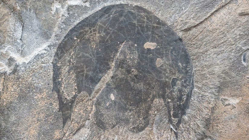 FOTOS: Científicos dan detalles del Halcón Milenario, un depredador del período Cámbrico descubierto en Canadá