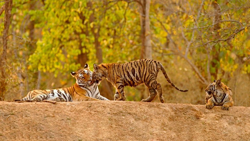"Logro histórico": la población de tigres aumenta en la India y ronda los 3.000 ejemplares