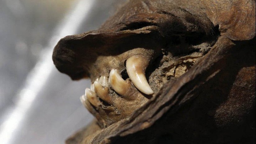 Logran recuperar y secuenciar el ARN de un lobo momificado de 14.000 años