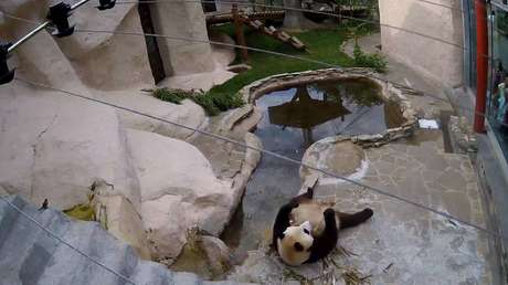 Ya es posible ver en directo a los pandas gigantes del Zoológico de Moscú a través de la Red