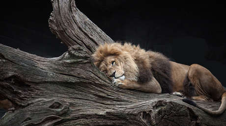 FOTO: Retratan a varios leones dormidos en las ramas de los árboles 