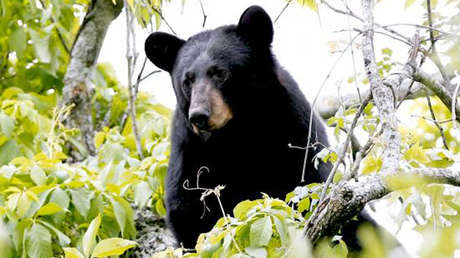 VIDEO: Graban cómo un oso salta más de 2 metros desde el porche de una casa a un árbol