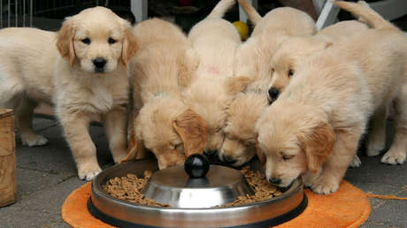 Vinculan Populares Marcas de Comida Para Perros con una Enfermedad Cardíaca Canina
