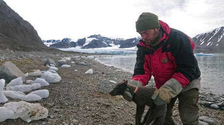 Un zorro polar recorre 3.500 kilómetros desde Noruega hasta Canadá en 76 días y deja boquiabiertos a los científicos