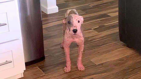 Rescatan en Hawái a una perrita enterrada viva y con heridas de machete (FOTOS)