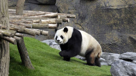 VIDEO: Graban a turistas lanzando una piedra a un panda para despertarlo en el zoológico de Pekín
