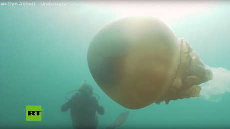 VIDEO: Una buceadora se encuentra 'cara a cara' con una aguamala gigante del tamaño de su propio cuerpo