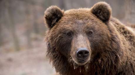 Osos y lobos convivirán en un bosque británico por primera vez en 1.000 años