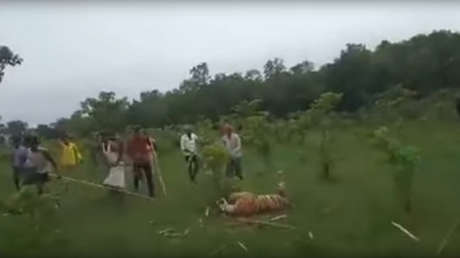 VIDEO: Una multitud enfurecida golpea hasta la muerte a una trigresa en la India