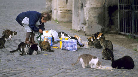 Prisión para una estadounidense de 79 años por alimentar gatos callejeros