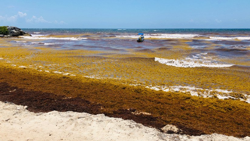 México informa que solo queda sargazo en tres playas de Quintana Roo