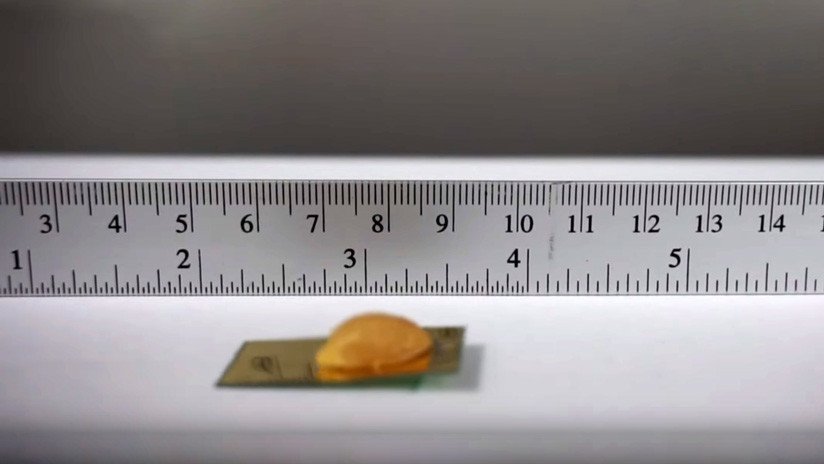 VIDEO: Ingenieros desarrollan una cucaracha robótica virtualmente imposible de aplastar