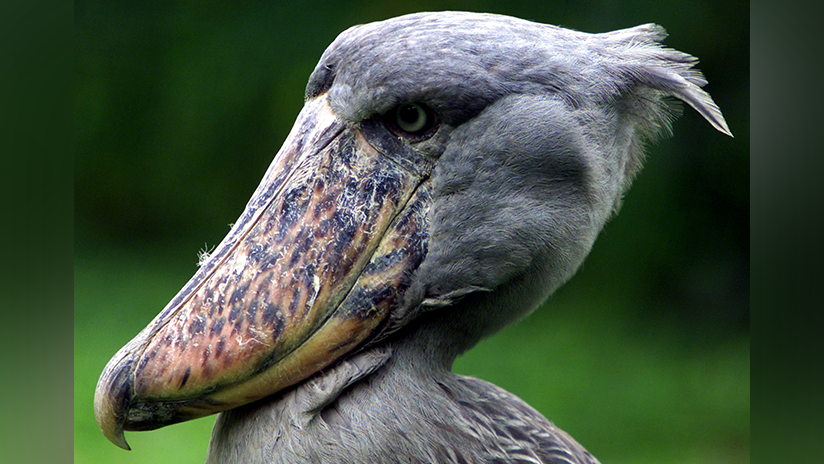 VIDEO, FOTOS: Captan una rara especie de aves gigantes, el 'Hippogriff de Harry Potter de la vida real'