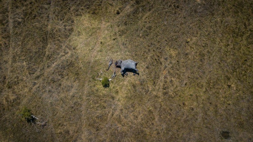 La imagen aérea del cadáver mutilado de un elefante gana la votación en línea del Concurso Internacional de Fotoperiodismo Andréi Stenin