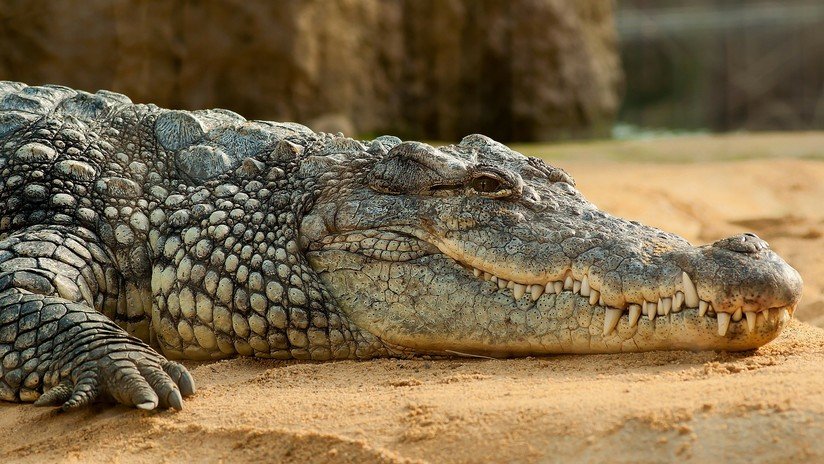 Un cocodrilo "malhumorado" muerde a un nadador en un popular sitio turístico en Australia