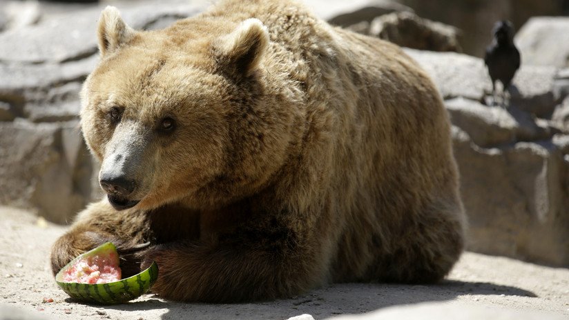 VIDEO: Un oso irrumpe en una casa y se apropia del refrigerador de una familia en EE.UU.