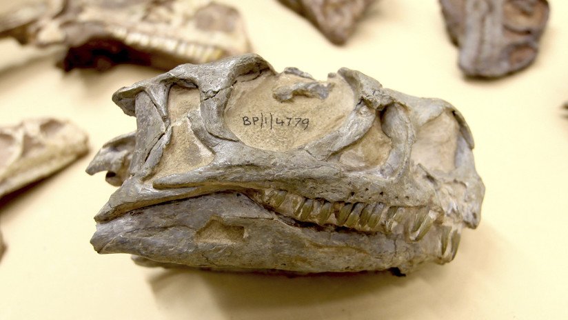 Descubren una nueva especie de dinosaurio 'oculta' en un museo de Sudáfrica durante décadas
