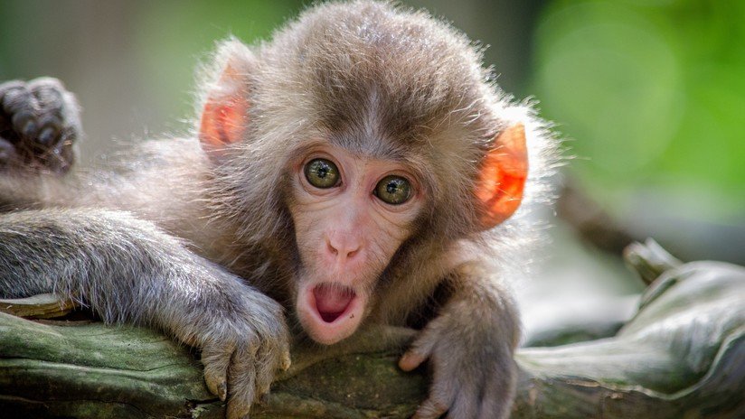 VIDEO: Un mono cierra el grifo después de beber agua y da una lección a los humanos