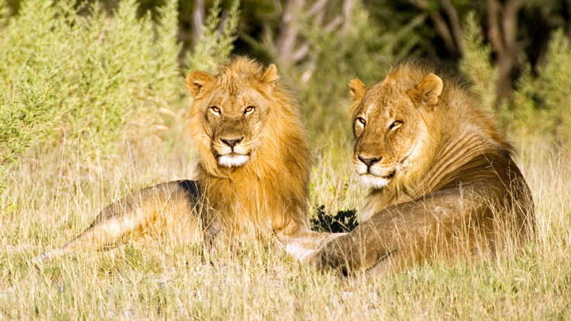 VIDEO: Dos leones macho colaboran entre sí para sacar a un jabalí de su madriguera