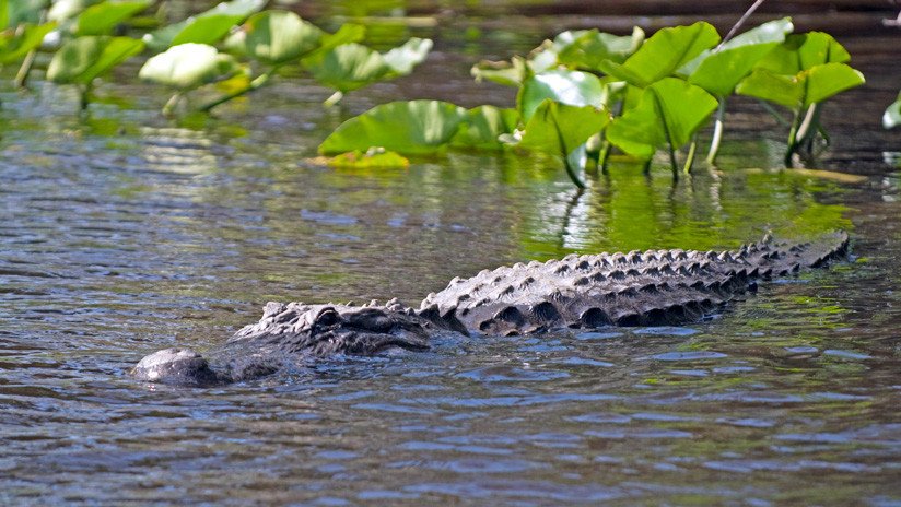 VIDEO: Un aventurero extremo se graba a sí mismo nadando bajo un enorme caimán en Florida