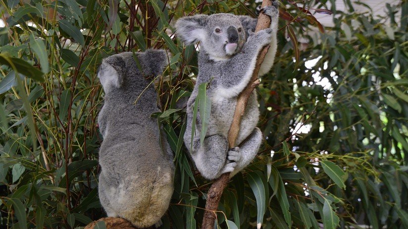 Más de un millón de australianos eligen al koala más lindo del país (FOTO)