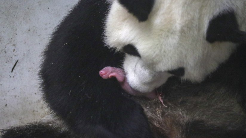 VIDEO, FOTOS: Una panda gigante da a luz a dos "pequeños camarones rosas" en un zoo de Bélgica