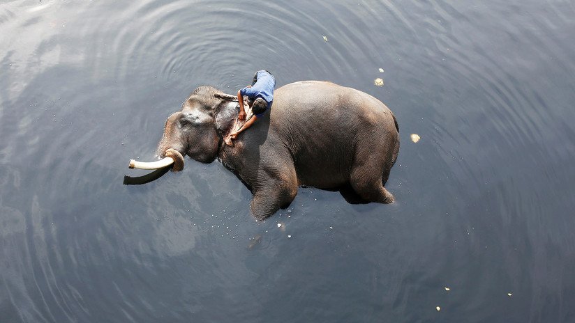 VIDEO: Elefantes son arrastrados por un río en medio de las mortales inundaciones que azotan la India