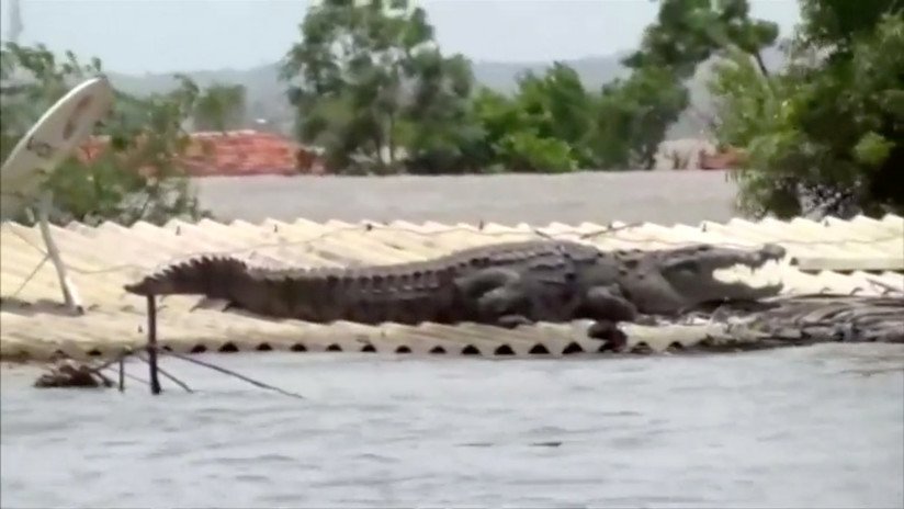 VIDEO: Un enorme cocodrilo descansa sobre el techo de una casa sumergida por inundaciones en la India