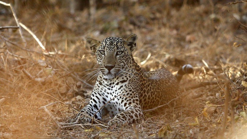 VIDEO: Un leopardo distrae a una manada de leones para lograr escapar
