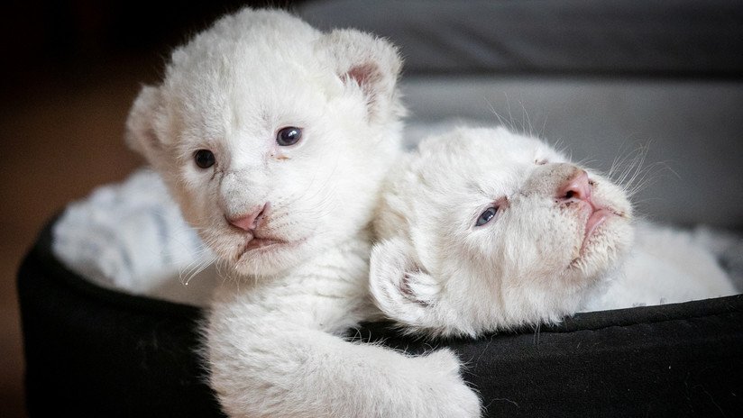 FOTO, VIDEO: Nacen dos cachorros de león blanco en Francia
