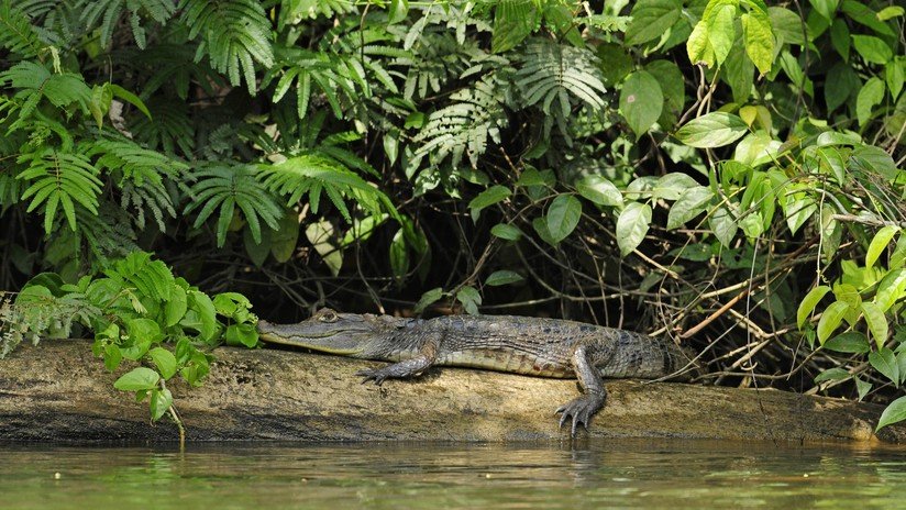 Un cocodrilo devora a un niño de 10 años delante de sus hermanos