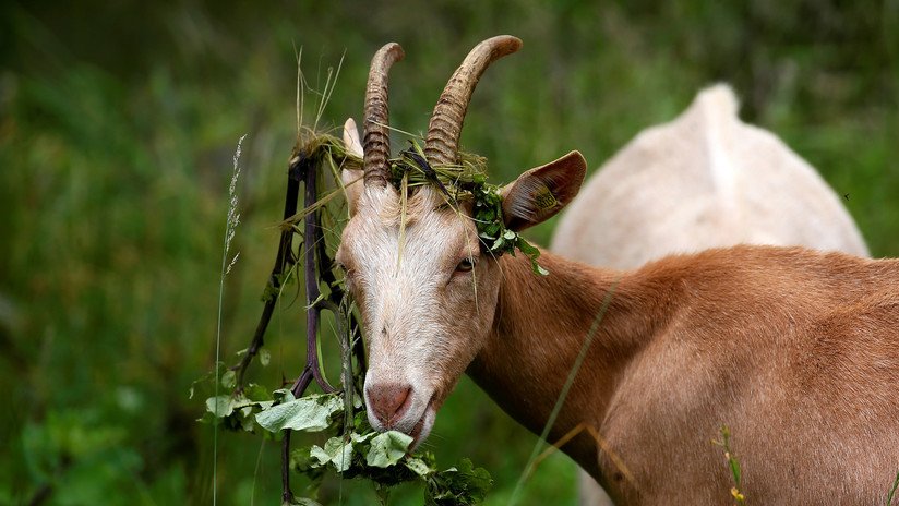 VIDEO: Intenta tomarse una selfi con una cabra pero el animal tenía otro plan