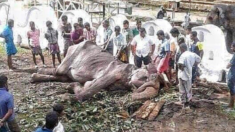 FOTO: Se desploma de agotamiento la elefanta desnutrida a la que obligan a participar en un festival budista