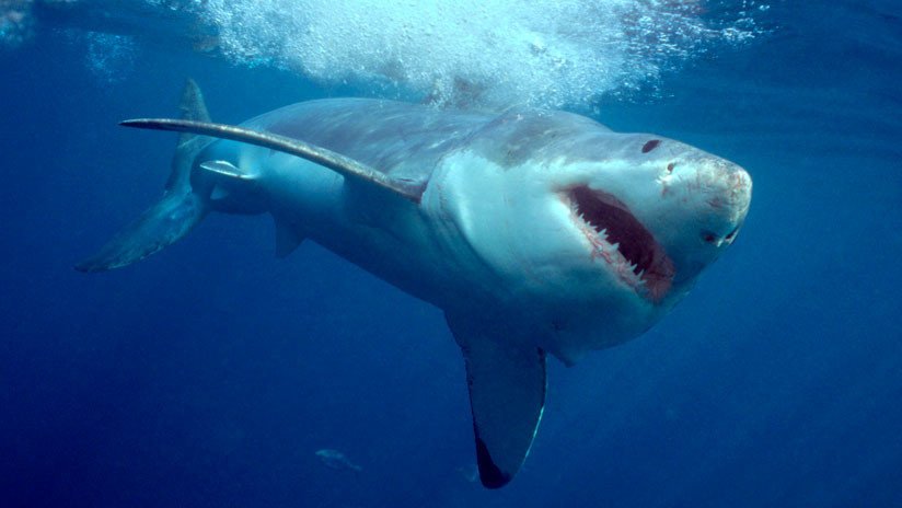 VIDEO: El mar se torna rojo tras el ataque de un tiburón blanco a una foca
