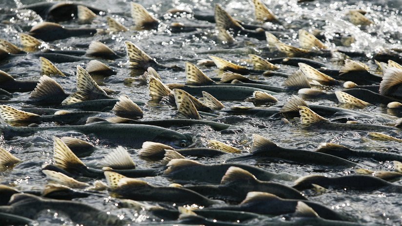 Las altas temperaturas del agua provocan un muerte masiva de salmones en Alaska
