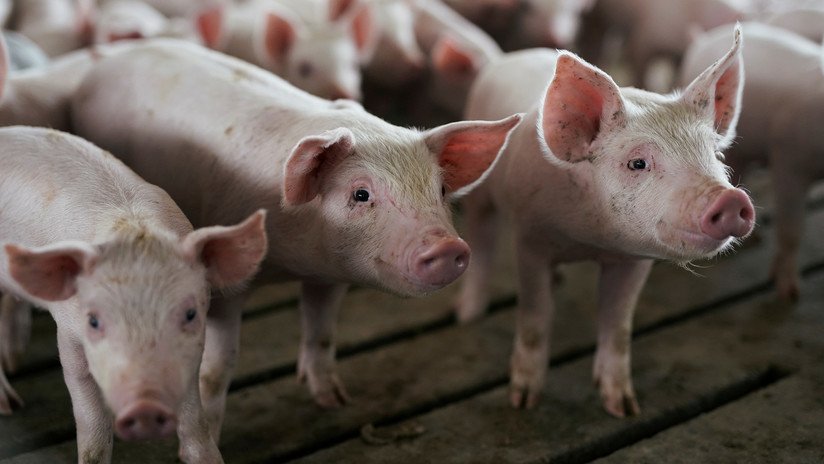 Experto cirujano afirma que los corazones de cerdos podrían ser trasplantados a los humanos "dentro de 3 años"