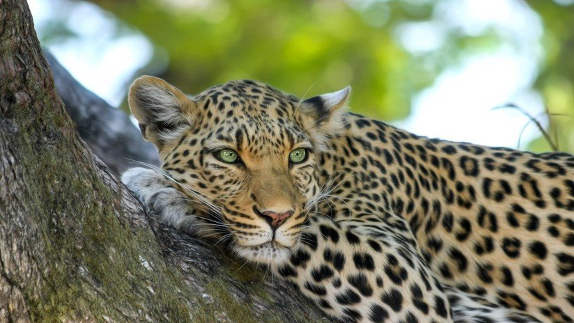 Captan de cerca un raro 'leopardo fresa' alimentándose de una jirafa (FOTOS)