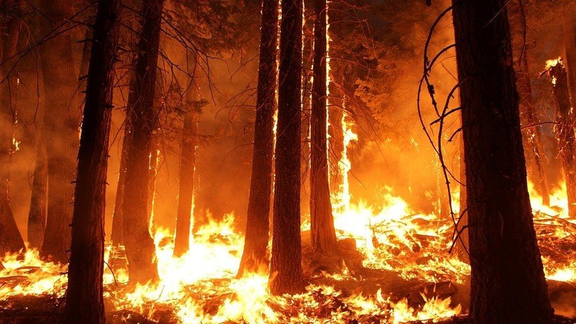 "Difícil de parar": Un incendio forestal en Bolivia consume 450.000 hectáreas de bosque en Santa Cruz