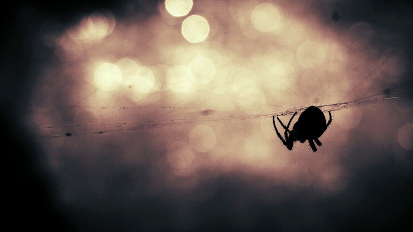 Estudio: Huracanes y tormentas impulsan la evolución de arañas más agresivas