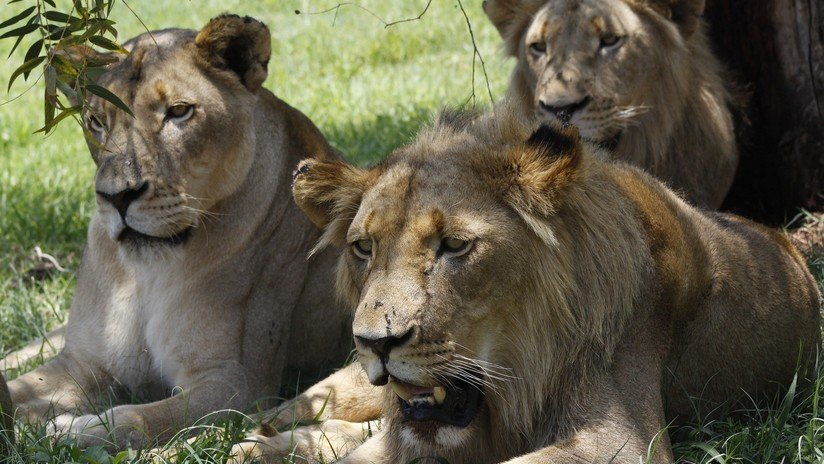 VIDEO: Un guía de safari se lleva una desagradable sorpresa al seguir las huellas de unos leones camuflados entre la hierba