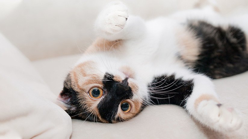 Científicos suizos desarrollan una vacuna para que los gatos no causen alergias en humanos