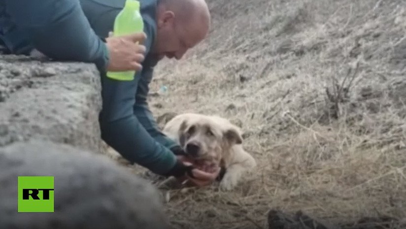 VIDEO: Emocionante rescate de un perro deshidratado en el incendio de Gran Canaria