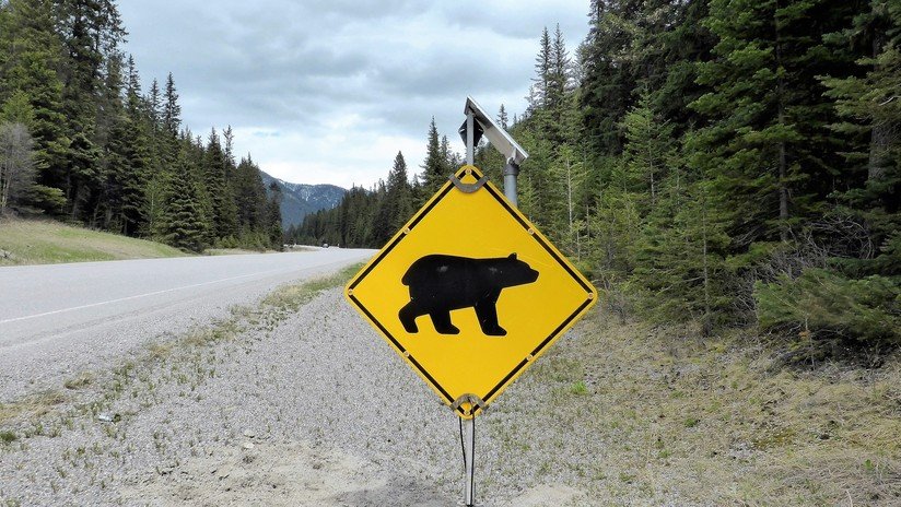 Canadá: Un oso entra en un campamento y asesina a un músico