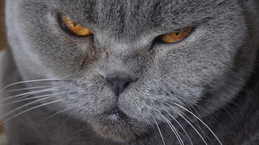 Un ruso pone en venta por 230.000 dólares una gata que "cura la resaca"