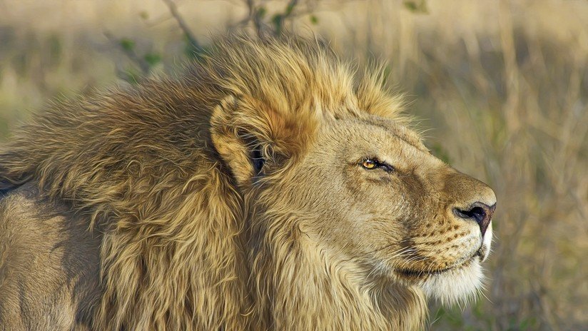 Muere un hombre al ser atacado por uno de sus propios leones cautivos en una reserva de Sudáfrica