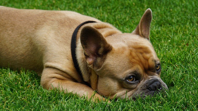 Un perro muere 15 minutos después de fallecer su dueño