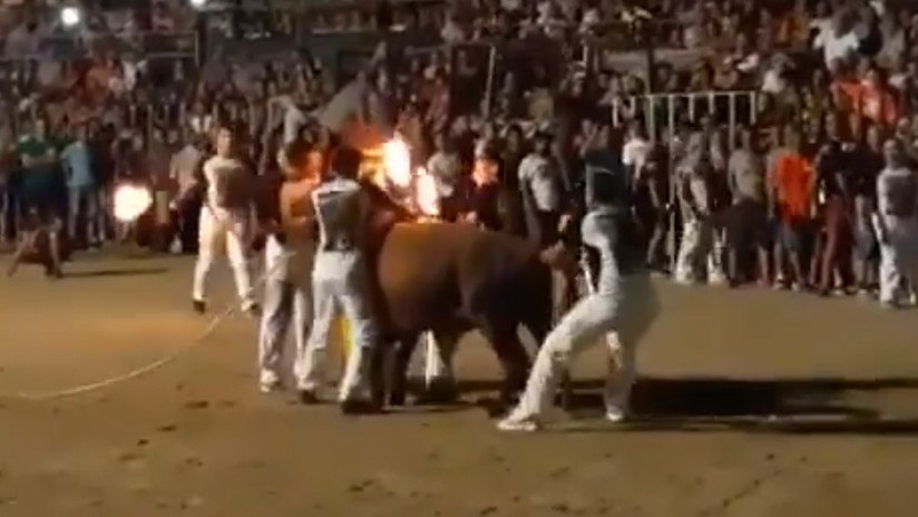 "Humillación y terror": Indignación en la Red por el sufrimiento de un toro con los cuernos en llamas en España (VIDEO)