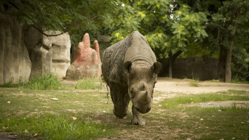 FOTO: Visitantes de un zoo en Francia escriben sus nombres en el lomo de un rinoceronte